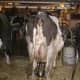 Milking Cows in My Sister's Barn