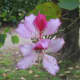 Kachnar flower