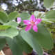 The bilobed leaves