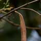 the fruit (pod) of kachnar