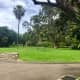 The wondrous old trees within the Royal Botanic Garden.