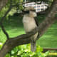 Kookaburra in the Royal Botanic Garden.