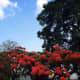Beautiful flowers in Flame tree | Archana Das