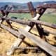 Buck and Rail fencing. This is the predominent type of fencing in this area of the country.