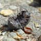 dillidiidae-spotted-in-houstons-hermann-park