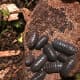 Dark gray Armadillidium Vulgare adults. Wild caught in the southeast U.S.