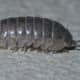 Armadillidiidae, pillbugs, order: Isopoda