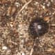 Armadillidium vulgare Latreille, 1804, Søborg, Denmark, 28 June 2015