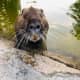 Coypu Bois de Boulogne