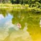 Bois de Boulogne