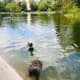 discover-the-coypu-in-bois-de-boulogne