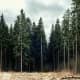 Coast grand fir