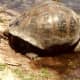 Gal&aacute;pagos tortoise