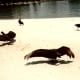 Scavenger birds sunning themselves