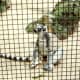 Ring-tailed lemur from Madagascar