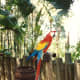 This parrot also did tricks