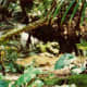 florida-vacation-walt-disney-world-discovery-island