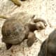 Gal&aacute;pagos tortoises on Discovery Island