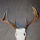 how-to-repair-broken-antler-tines