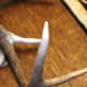 how-to-repair-broken-antler-tines