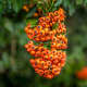 Macro flora by RD Honde. Nikon 24.0 - 120mm Lens at 86mm, f/4, 1/640 sec, ISO 800.
