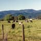 Cows grazing