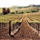 Vineyards in Carneros