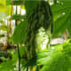 Bitter melon (ampalaya)