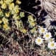 The white daisy-like flowers are DESERT STAR