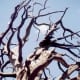 Uplifted branches of a tree skeleton towards a blue sky