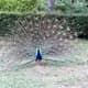 Peacock in Jardim do Palacio de Cristal.