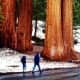 People walking by some sequoia trees
