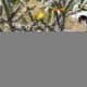 Cholla Cactus in bloom with yellow flowers