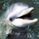 top-30-cutest-animals-in-the-world