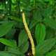 Piper nigrum, Piperaceae, Black Pepper, inflorescence.
