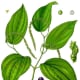 Peppercorn: the plant and fruit stages of maturity.