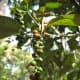 Peppercorn plant