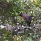 I was able to capture this incredible photo of a Howler monkey with my digital camera. Its ability to zoom in far exceeds any iPhone.