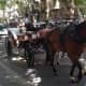 one-day-of-our-stay-on-the-island-of-mallorca--city-tour-of-palma