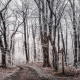 Printable forest scene