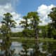 Trees growing in swampy areas
