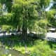 A bald cypress on land
