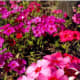 Drummands Phlox