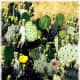 Cactus just starting to bloom along with other wildflowers