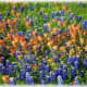 Bluebonnets and Indian Paintbrush