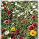 Mixed wildflowers