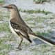 mockingbirds-and-their-excellent-mimicry-of-sounds