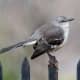 mockingbirds-and-their-excellent-mimicry-of-sounds