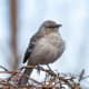 mockingbirds-and-their-excellent-mimicry-of-sounds