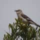 mockingbirds-and-their-excellent-mimicry-of-sounds